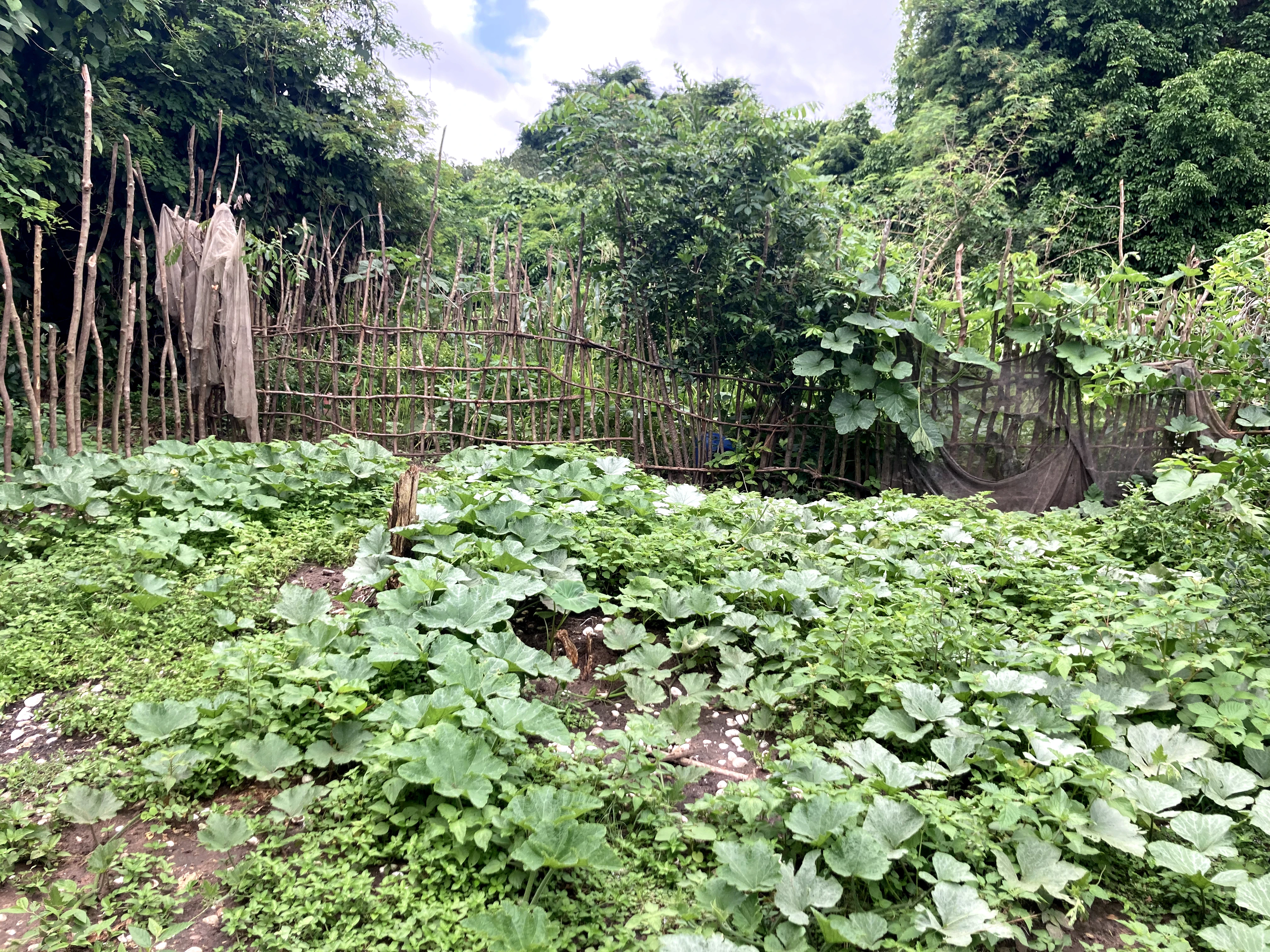 Detalle de la vegetación